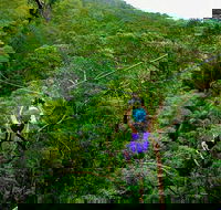 Tamborine Mountain Daily Service Treetop Challenge and Thunderbird Park - Tourism Cairns