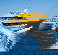 Spirit of Hervey Bay Whale Watching Cruise - Tourism Cairns