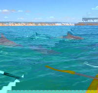 Half-Day Kayak with Dolphins and 4WD Beach Drive from Rainbow Beach - Tourism Cairns