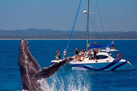 Blue Dolphin Exclusive Whale Watch Encounters - Tourism Cairns 0