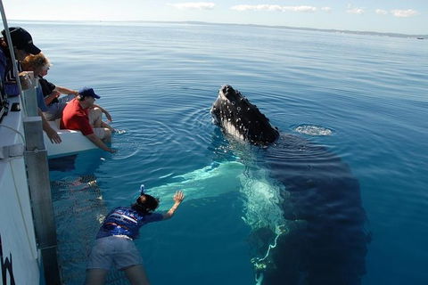 Blue Dolphin Exclusive Whale Watch Encounters - Tourism Cairns 1