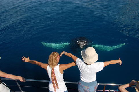 Blue Dolphin Exclusive Whale Watch Encounters - Tourism Cairns 3