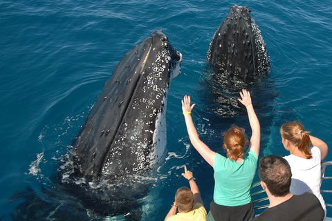 Blue Dolphin Exclusive Whale Watch Encounters - Tourism Cairns 8