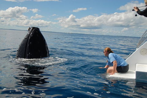 Blue Dolphin Exclusive Whale Watch Encounters - Tourism Cairns 7