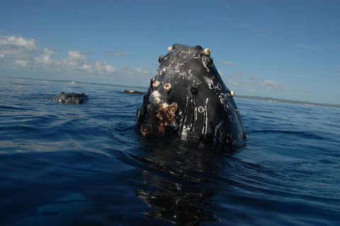 Blue Dolphin Exclusive Whale Watch Encounters - Tourism Cairns 9
