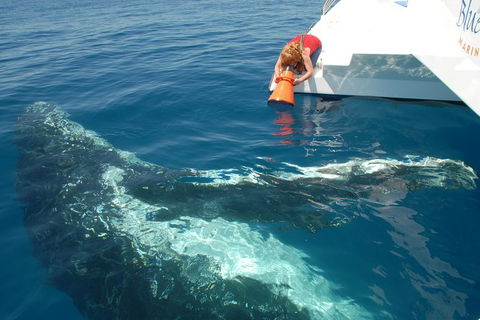Blue Dolphin Exclusive Whale Watch Encounters - Tourism Cairns 4