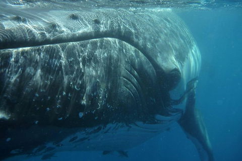 Blue Dolphin Exclusive Whale Watch Encounters - Tourism Cairns 6
