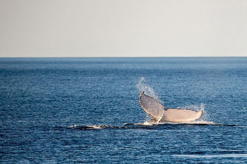 Whale Watching Ocean Tour - Tourism Cairns 0