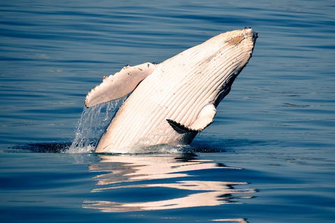 Whale Watching Ocean Tour - Tourism Cairns 1