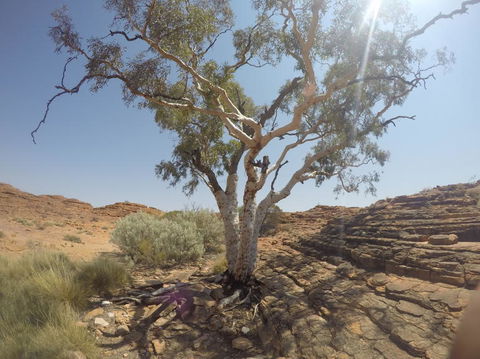 Kings Canyon Day Trip From Ayers Rock - Tourism Cairns 3