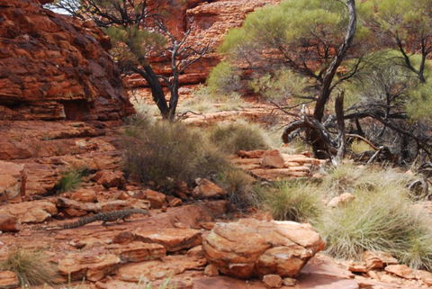 Kings Canyon Day Trip From Ayers Rock - Tourism Cairns 24
