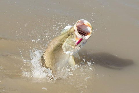 Multi-Day Fishing Safari From Darwin Staying Aboard A Mother Ship - Tourism Cairns 8