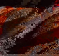 Alice Springs Desert Park Nocturnal Tour - Tourism Cairns