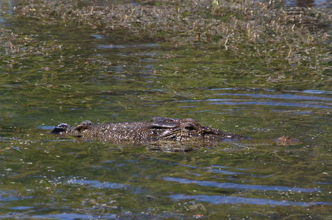 Kakadu, Nourlangie And Yellow Waters Tour From Darwin - Tourism Cairns 16