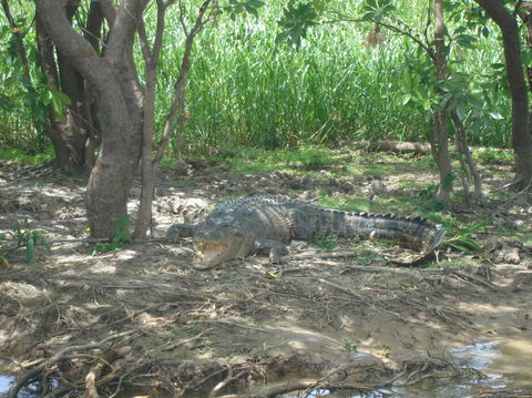 Kakadu, Nourlangie And Yellow Waters Tour From Darwin - Tourism Cairns 21