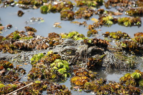 Kakadu, Nourlangie And Yellow Waters Tour From Darwin - Tourism Cairns 17