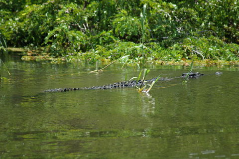Kakadu, Nourlangie And Yellow Waters Tour From Darwin - Tourism Cairns 4