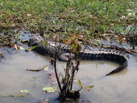 Kakadu, Nourlangie And Yellow Waters Tour From Darwin - Tourism Cairns 19