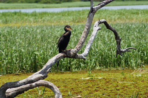 Kakadu, Nourlangie And Yellow Waters Tour From Darwin - Tourism Cairns 2