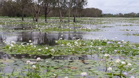 Kakadu, Nourlangie And Yellow Waters Tour From Darwin - Tourism Cairns 12
