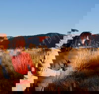 Uluru Sunrise and Kata Tjuta Half Day Trip - Tourism Cairns