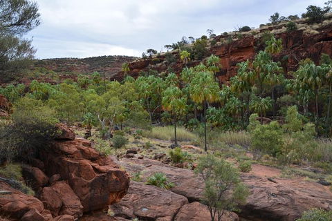 Palm Valley And Hermannsburg 1 Day 4WD Tour - Tourism Cairns 0