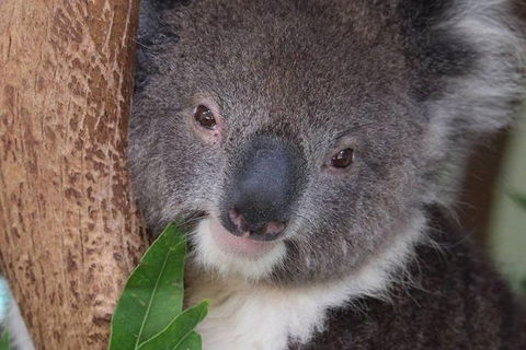 All Inclusive Blue Mountains Small-Group Day Trip From Sydney - Tourism Cairns 1