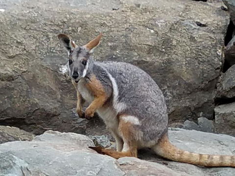 All Inclusive Blue Mountains Small-Group Day Trip From Sydney - Tourism Cairns 4