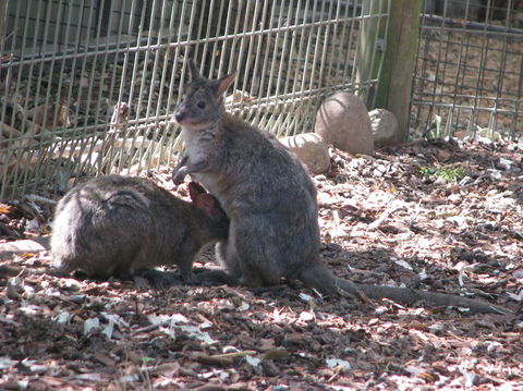 All Inclusive Blue Mountains Small-Group Day Trip From Sydney - Tourism Cairns 19