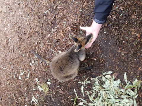 All Inclusive Blue Mountains Small-Group Day Trip From Sydney - Tourism Cairns 21