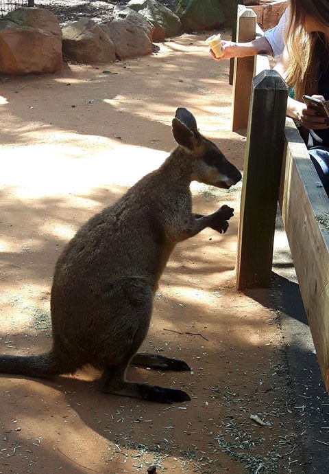 All Inclusive Blue Mountains Small-Group Day Trip From Sydney - Tourism Cairns 25