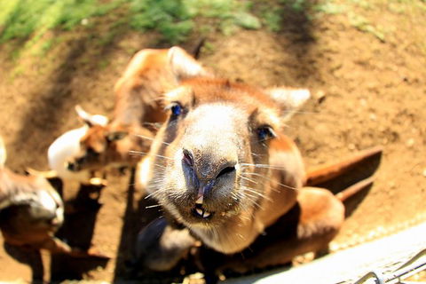 All-Inclusive Blue Mountains Day Trip With River Cruise - Tourism Cairns 1