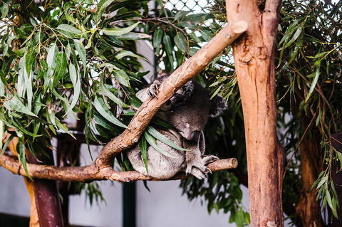 All-Inclusive Blue Mountains Day Trip With River Cruise - Tourism Cairns 14