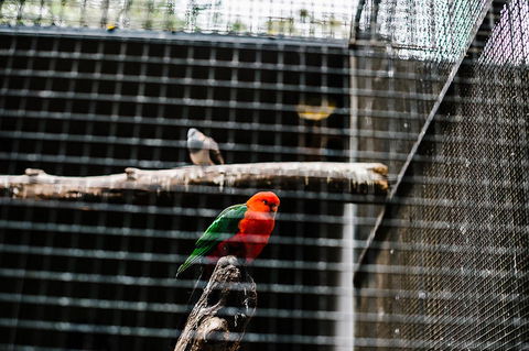 All-Inclusive Blue Mountains Day Trip With River Cruise - Tourism Cairns 17