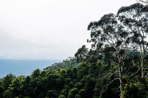 All-Inclusive Blue Mountains Day Trip With River Cruise - Tourism Cairns 18