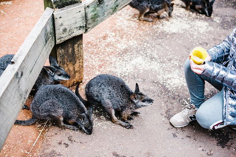 All-Inclusive Blue Mountains Day Trip With River Cruise - Tourism Cairns 15