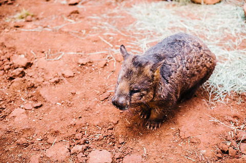 All-Inclusive Blue Mountains Day Trip With River Cruise - Tourism Cairns 16