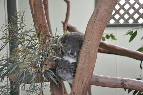 All-Inclusive Blue Mountains Tour In A Luxury Mercedes Sprinter - Tourism Cairns 18