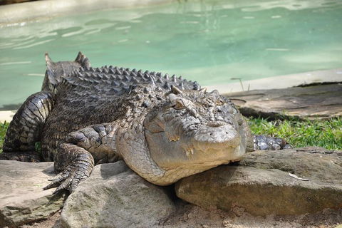 All-Inclusive Blue Mountains Tour In A Luxury Mercedes Sprinter - Tourism Cairns 14