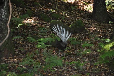 All-Inclusive Blue Mountains Tour In A Luxury Mercedes Sprinter - Tourism Cairns 5