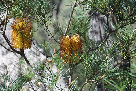 All-Inclusive Blue Mountains Tour In A Luxury Mercedes Sprinter - Tourism Cairns 12