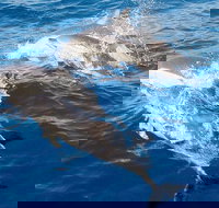 Port Stephens Day Tour From Sydney Including 4WD Sandboarding and Dolphins - Tourism Cairns