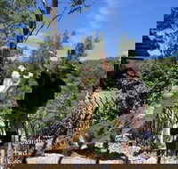 Private Shoalhaven Zoo Experience from Sydney - Tourism Cairns