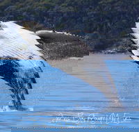 Whale Watching Jervis Bay - Tourism Cairns