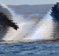Jervis Bay Whale Watching Tour - Tourism Cairns