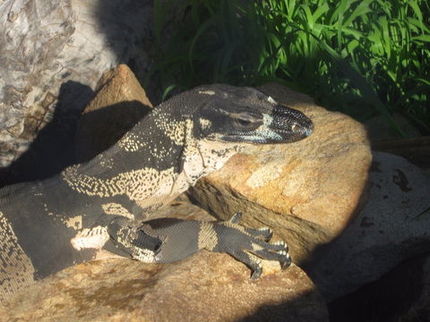 Armadale Reptile Centre - Tourism Cairns 0