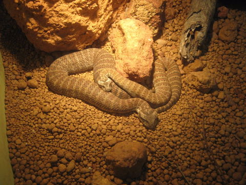 Armadale Reptile Centre - Tourism Cairns 1