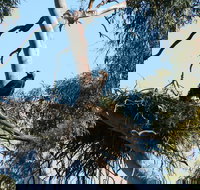 Castle Creek Reserve - Tourism Cairns