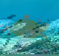 Flinders Reef Dive Site - Tourism Cairns