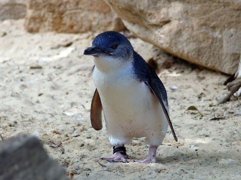 Granite Island Nature Park - Guided Penguin Tours - Tourism Cairns 0